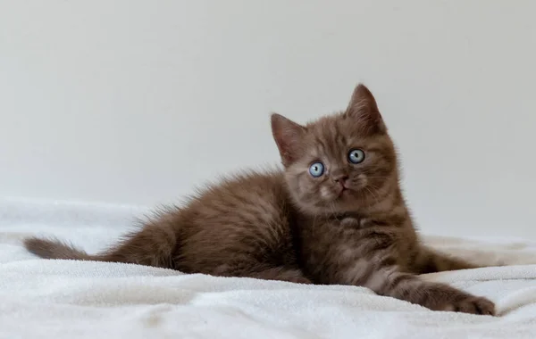 Słodkie Czekoladowe Brytyjskie Krotkie Kotki Niebieskimi Oczami Skupienie Selektywne — Zdjęcie stockowe