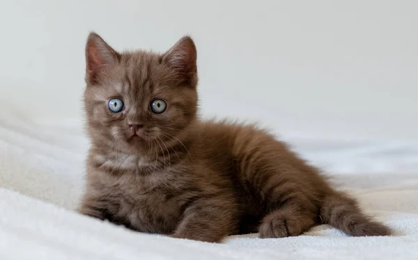 可爱的巧克力 英国小猫咪 蓝眼睛 有选择的重点 — 图库照片