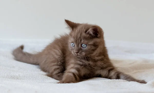 Gatinho Curto Britânico Chocolate Bonito Com Olhos Azuis Foco Seletivo — Fotografia de Stock