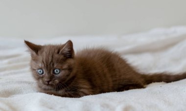Şirin, çikolata rengi, mavi gözlü, steyşın kedi yavrusu. Seçici odak