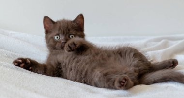 Şirin siyah çikolatalı İngiliz steyşın kedicik. Seçici odak