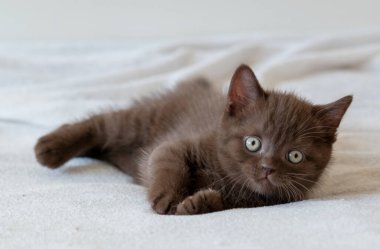 Şirin siyah çikolatalı İngiliz steyşın kedicik. Seçici odak