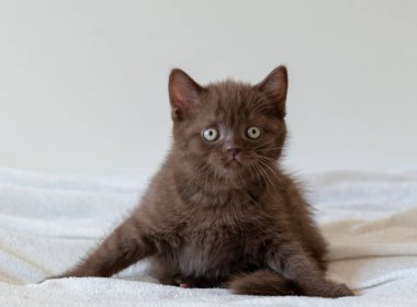 Şirin siyah çikolatalı İngiliz steyşın kedicik. Seçici odak