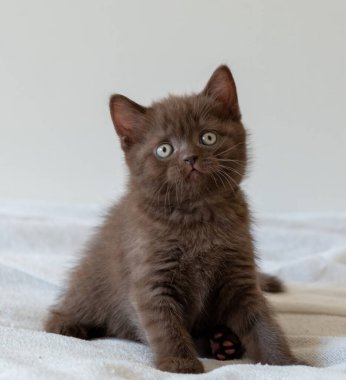 Şirin siyah çikolatalı İngiliz steyşın kedicik. Seçici odak