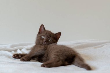 Şirin siyah çikolatalı İngiliz steyşın kedicik. Seçici odak