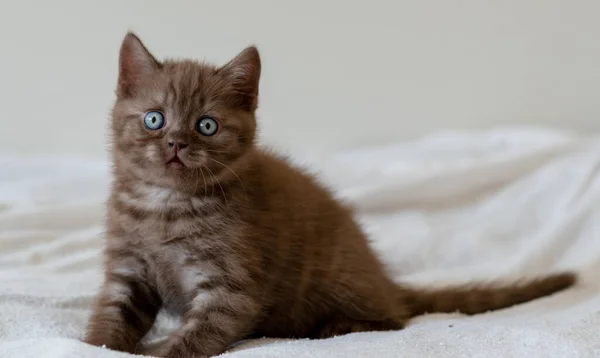 Cute Chocolate British Shorthair Kitten Blue Eyes Selective Focus — Stock Photo, Image