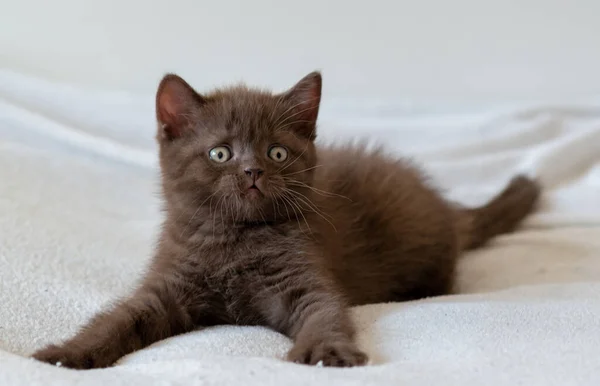 可爱的黑巧克力英国小猫咪 有选择的重点 — 图库照片