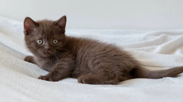 かわいいダークチョコレート英国のショートヘア子猫 選択的焦点 — ストック写真