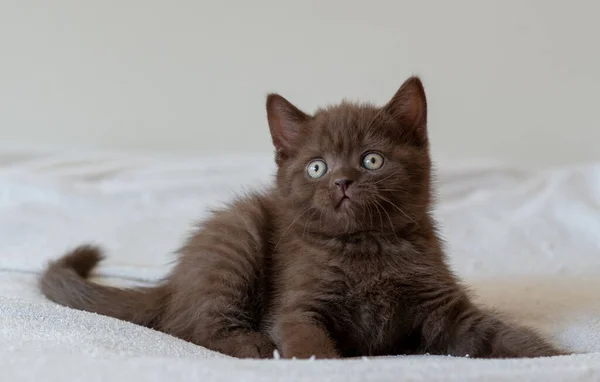 Schattig Donker Chocolade Britse Steno Kitten Selectieve Focus — Stockfoto