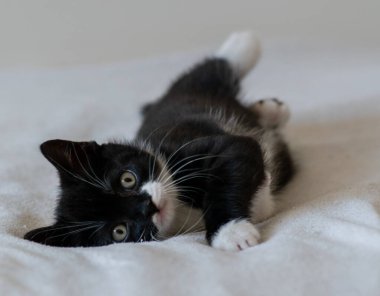 İki renkli İngiliz kısa bacaklı kedi yavrusu, şirin pençeler. Siyah beyaz kedi