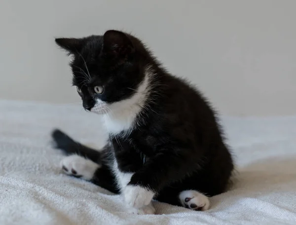 Bicolor Británico Taquigrafía Gatito Lindo Patas Gato Blanco Negro — Foto de Stock