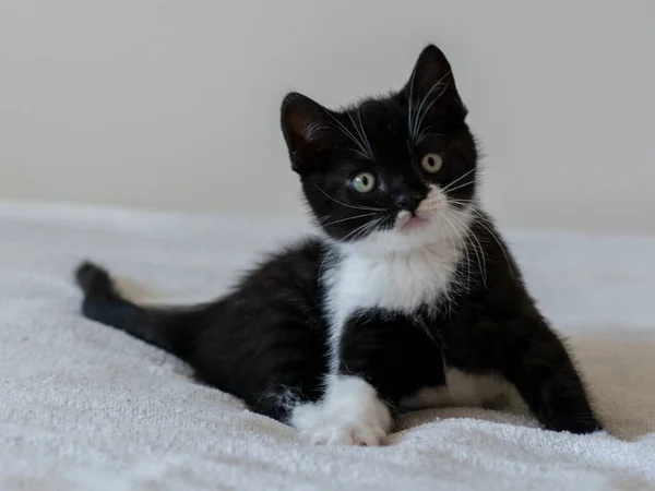 Tweekleurige Britse Steno Kitten Schattige Pootjes Zwart Wit Kat — Stockfoto