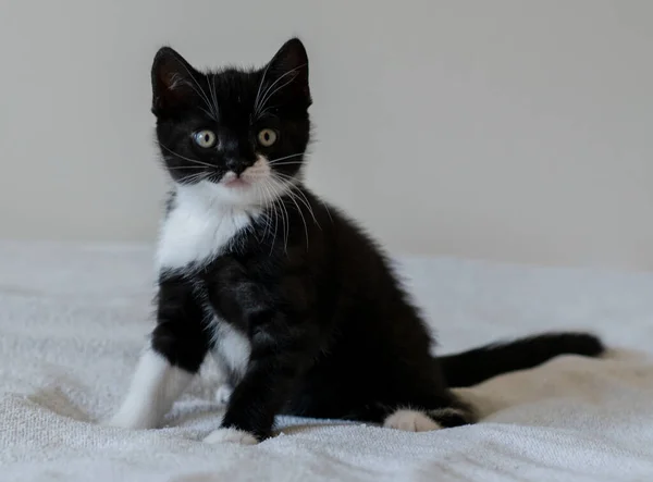 Bicolor Británico Taquigrafía Gatito Lindo Patas Gato Blanco Negro — Foto de Stock