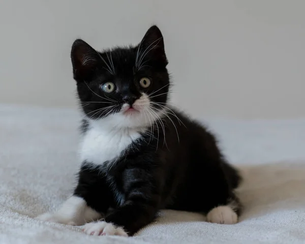 Bicolor Britânico Gatinho Shorthair Patas Bonitos Gato Preto Branco — Fotografia de Stock