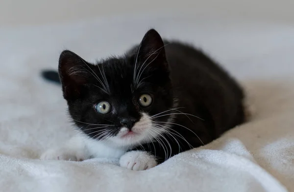 Bicolor Britânico Gatinho Shorthair Patas Bonitos Gato Preto Branco — Fotografia de Stock