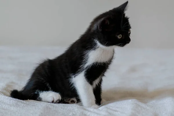 Dvojbarevné Britské Krátkosrsté Kotě Roztomilé Tlapky Černá Bílá Kočka — Stock fotografie