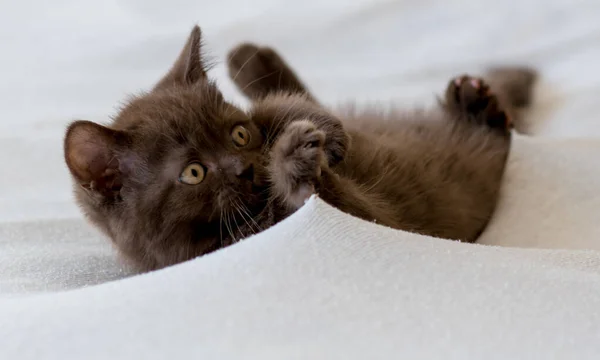 かわいいダークチョコレート英国のショートヘア子猫 選択的焦点 — ストック写真