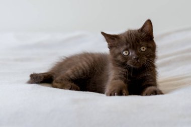 Şirin siyah çikolatalı İngiliz steyşın kedicik. Seçici odak