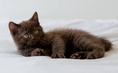 Şirin siyah çikolatalı İngiliz steyşın kedicik. Seçici odak