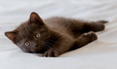 Şirin siyah çikolatalı İngiliz steyşın kedicik. Seçici odak