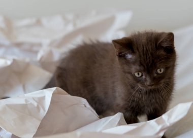 Şirin çikolatalı İngiliz kısa hava kedisi dekor kağıdında oynuyor. Seçici yumuşak odak