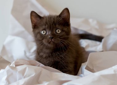 Şirin çikolatalı İngiliz kısa hava kedisi dekor kağıdında oynuyor. Seçici yumuşak odak