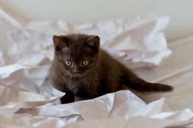Şirin çikolatalı İngiliz kısa hava kedisi dekor kağıdında oynuyor. Seçici yumuşak odak