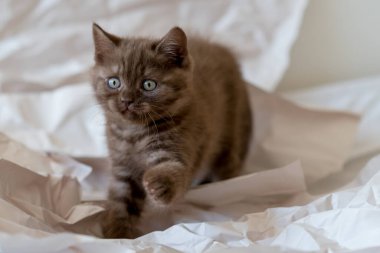 Şirin çikolatalı İngiliz kısa hava kedisi dekor kağıdında oynuyor. Seçici yumuşak odak