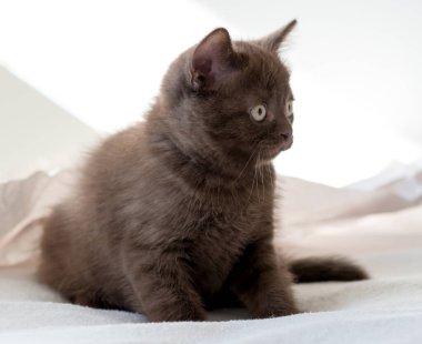 Şirin çikolatalı İngiliz kısa hava kedisi dekor kağıdında oynuyor. Seçici yumuşak odak