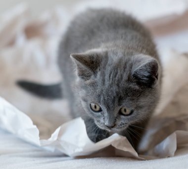 Şirin mavi İngiliz kısa hava kedisi dekor kağıdında oynuyor. Seçici yumuşak odak.