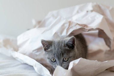 Şirin mavi İngiliz kısa hava kedisi dekor kağıdında oynuyor. Seçici yumuşak odak.