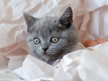 Şirin mavi İngiliz kısa hava kedisi dekor kağıdında oynuyor. Seçici yumuşak odak.