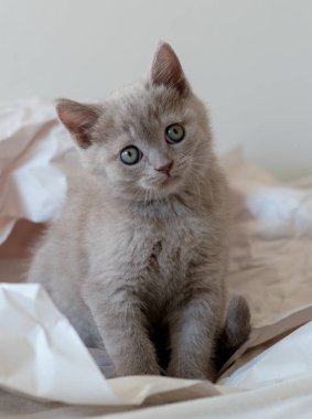 Şirin leylak rengi İngiliz kısa hava kedisi dekor kağıdında oynuyor. Seçici yumuşak odak. 