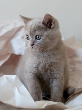 Şirin leylak rengi İngiliz kısa hava kedisi dekor kağıdında oynuyor. Seçici yumuşak odak. 