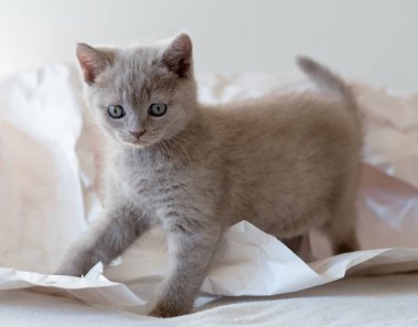 Şirin leylak rengi İngiliz kısa hava kedisi dekor kağıdında oynuyor. Seçici yumuşak odak. 