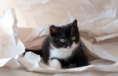 Şirin iki renkli İngiliz kısa hava kedi yavrusu dekor kağıdında oynuyor. Seçici yumuşak odaklanma. Siyah beyaz kedi