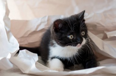 Şirin iki renkli İngiliz kısa hava kedi yavrusu dekor kağıdında oynuyor. Seçici yumuşak odaklanma. Siyah beyaz kedi