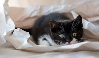 Şirin iki renkli İngiliz kısa hava kedi yavrusu dekor kağıdında oynuyor. Seçici yumuşak odaklanma. Siyah beyaz kedi