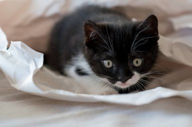Şirin iki renkli İngiliz kısa hava kedi yavrusu dekor kağıdında oynuyor. Seçici yumuşak odaklanma. Siyah beyaz kedi