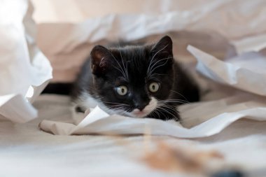 Şirin iki renkli İngiliz kısa hava kedi yavrusu dekor kağıdında oynuyor. Seçici yumuşak odaklanma. Siyah beyaz kedi