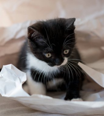 Şirin iki renkli İngiliz kısa hava kedi yavrusu dekor kağıdında oynuyor. Seçici yumuşak odaklanma. Siyah beyaz kedi