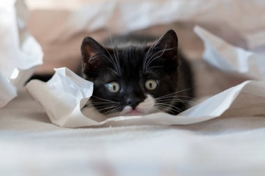 Şirin iki renkli İngiliz kısa hava kedi yavrusu dekor kağıdında oynuyor. Seçici yumuşak odaklanma. Siyah beyaz kedi