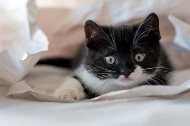 Şirin iki renkli İngiliz kısa hava kedi yavrusu dekor kağıdında oynuyor. Seçici yumuşak odaklanma. Siyah beyaz kedi