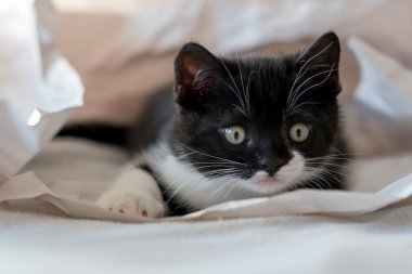 Şirin iki renkli İngiliz kısa hava kedi yavrusu dekor kağıdında oynuyor. Seçici yumuşak odaklanma. Siyah beyaz kedi