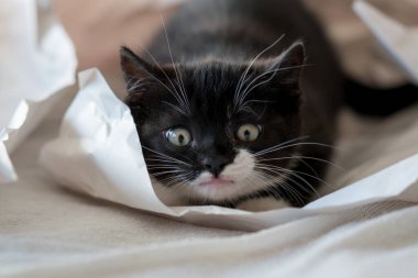 Şirin iki renkli İngiliz kısa hava kedi yavrusu dekor kağıdında oynuyor. Seçici yumuşak odaklanma. Siyah beyaz kedi