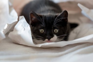 Şirin iki renkli İngiliz kısa hava kedi yavrusu dekor kağıdında oynuyor. Seçici yumuşak odaklanma. Siyah beyaz kedi