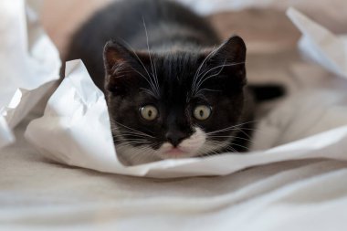 Şirin iki renkli İngiliz kısa hava kedi yavrusu dekor kağıdında oynuyor. Seçici yumuşak odaklanma. Siyah beyaz kedi