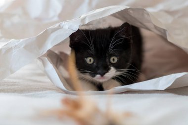 Şirin iki renkli İngiliz kısa hava kedi yavrusu dekor kağıdında oynuyor. Seçici yumuşak odaklanma. Siyah beyaz kedi