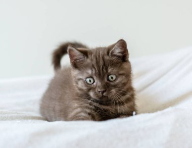 İki aylık sevimli kahverengi İngiliz kısa saçlı kedi yavrusu portresi. Seçici odak.