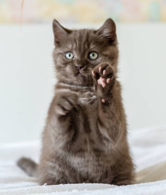 İki aylık sevimli kahverengi İngiliz kısa saçlı kedi yavrusu portresi. Seçici odak.